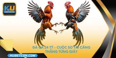 Đá gà 24 tỷ - Cuộc so tài căng thẳng từng giây